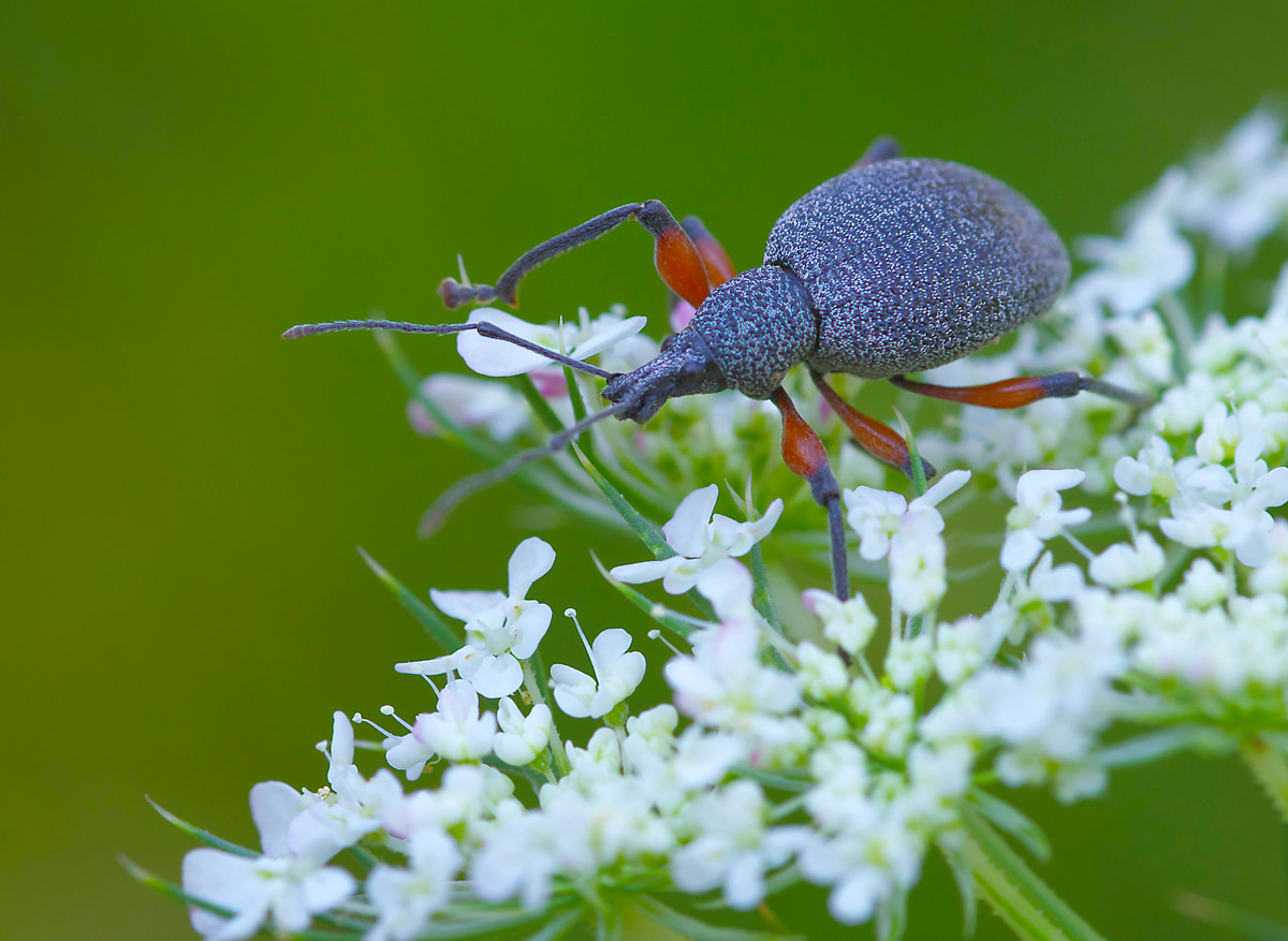 Otiorhynchus cardiniger